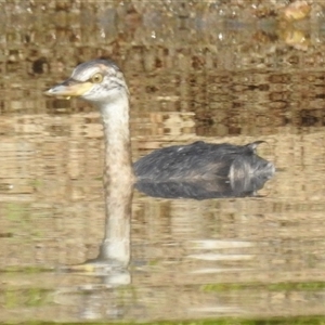 Tachybaptus novaehollandiae (Australasian Grebe) at Kambah, ACT - 23 Feb 2025 by HelenCross