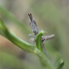 Keyacris scurra (Key's Matchstick Grasshopper) at Bungendore, NSW - 23 Feb 2025 by clarehoneydove