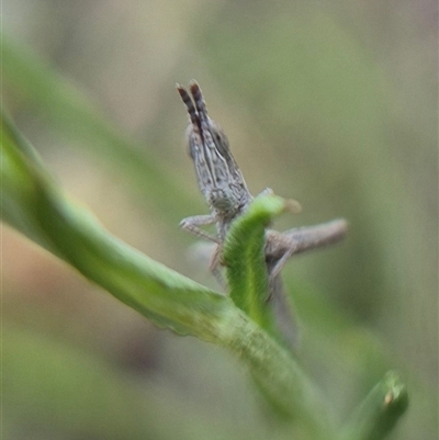 Keyacris scurra (Key's Matchstick Grasshopper) at Bungendore, NSW - 23 Feb 2025 by clarehoneydove