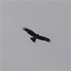 Hieraaetus morphnoides (Little Eagle) at Tianjara, NSW - 23 Feb 2025 by MatthewFrawley