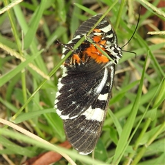 Comocrus behri (Mistletoe Day Moth) at Kambah, ACT - 23 Feb 2025 by HelenCross