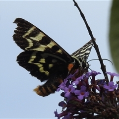 Comocrus behri at Kambah, ACT - Yesterday 10:40 AM