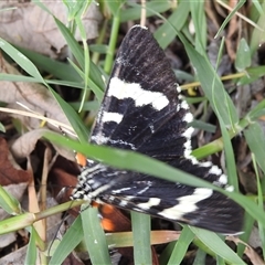 Comocrus behri at Kambah, ACT - Yesterday 10:40 AM