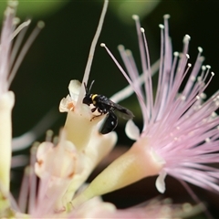 Hylaeus (Prosopisteron) primulipictus (Hylaeine colletid bee) at Unanderra, NSW by PaperbarkNativeBees