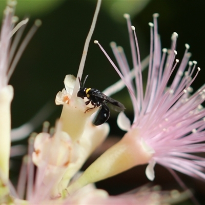 Hylaeus (Prosopisteron) primulipictus (Hylaeine colletid bee) at Unanderra, NSW by PaperbarkNativeBees