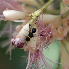 Hylaeus (Prosopisteron) primulipictus at Unanderra, NSW - suppressed