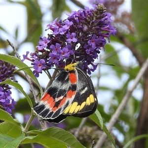 Delias harpalyce at Kambah, ACT - Yesterday 10:42 AM