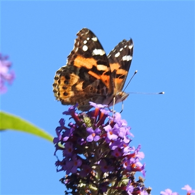 Vanessa kershawi (Australian Painted Lady) at Kambah, ACT - 21 Feb 2025 by HelenCross