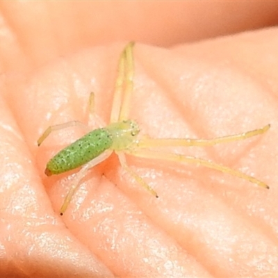 Thomisidae (family) (Unidentified Crab spider or Flower spider) at Kambah, ACT - 21 Feb 2025 by HelenCross