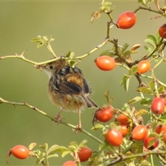 Cisticola exilis (Golden-headed Cisticola) at Kambah, ACT - 23 Feb 2025 by HelenCross