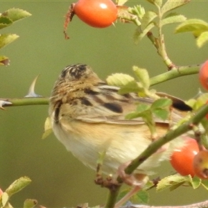 Cisticola exilis at Kambah, ACT - 23 Feb 2025 09:00 AM