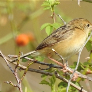 Cisticola exilis at Kambah, ACT - 23 Feb 2025 09:00 AM