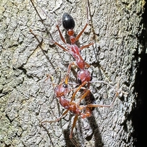 Myrmecia sp. (genus) (Bull ant or Jack Jumper) at South Durras, NSW - 19 Feb 2025 by Pirom