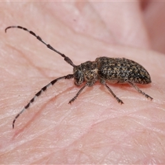 Ancita marginicollis (A longhorn beetle) at Freshwater Creek, VIC - 10 Feb 2025 by WendyEM