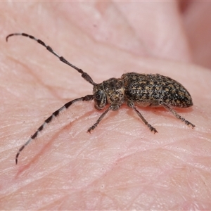Ancita marginicollis at Freshwater Creek, VIC - 10 Feb 2025 01:37 PM