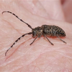 Ancita marginicollis (A longhorn beetle) at Freshwater Creek, VIC - 10 Feb 2025 by WendyEM