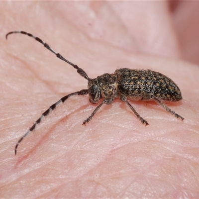 Ancita marginicollis (A longhorn beetle) at Freshwater Creek, VIC - 10 Feb 2025 by WendyEM