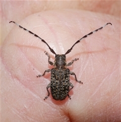 Ancita marginicollis at Freshwater Creek, VIC - 10 Feb 2025 01:37 PM