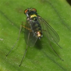 Dolichopodidae (family) at Freshwater Creek, VIC - 10 Feb 2025 by WendyEM