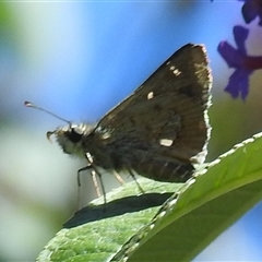 Dispar compacta (Barred Skipper) at Kambah, ACT - 21 Feb 2025 by HelenCross