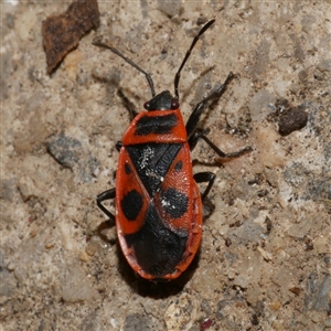 Pyrrhocoris apterus (European Firebug) at Freshwater Creek, VIC - 10 Feb 2025 by WendyEM