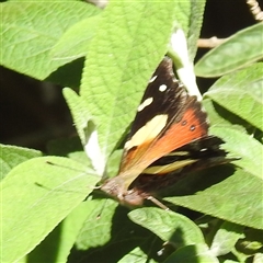 Vanessa itea (Yellow Admiral) at Kambah, ACT - 21 Feb 2025 by HelenCross