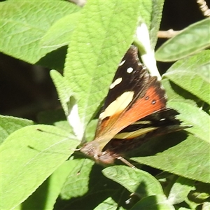 Vanessa itea at Kambah, ACT - 21 Feb 2025 10:13 AM