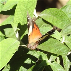 Vanessa itea at Kambah, ACT - 21 Feb 2025 10:13 AM