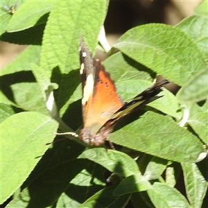 Vanessa itea at Kambah, ACT - 21 Feb 2025 10:13 AM