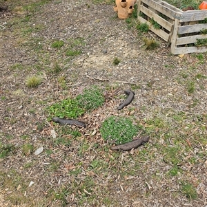 Tiliqua rugosa (Shingleback Lizard) at Bywong, NSW - 4 Oct 2024 by Alihumphreys