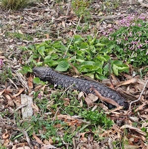 Tiliqua rugosa at Bywong, NSW - 4 Oct 2024 08:53 AM