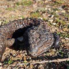 Tiliqua rugosa (Shingleback Lizard) at Bywong, NSW - 17 Oct 2024 by Alihumphreys