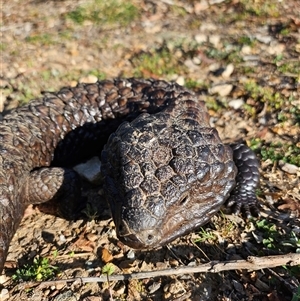 Tiliqua rugosa at Bywong, NSW - 17 Oct 2024 05:30 PM