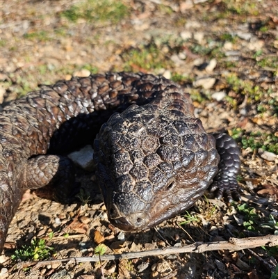 Tiliqua rugosa (Shingleback Lizard) at Bywong, NSW - 17 Oct 2024 by Alihumphreys