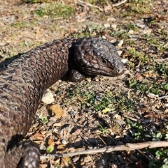 Tiliqua rugosa at Bywong, NSW - 17 Oct 2024 05:30 PM