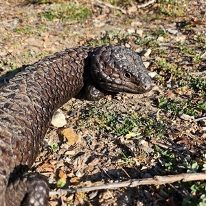 Tiliqua rugosa at Bywong, NSW - 17 Oct 2024 05:30 PM