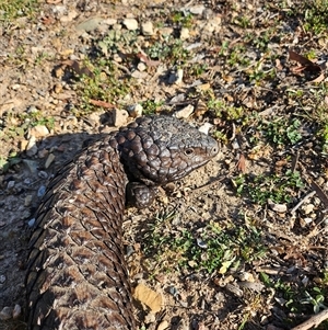 Tiliqua rugosa at Bywong, NSW - 17 Oct 2024 05:30 PM