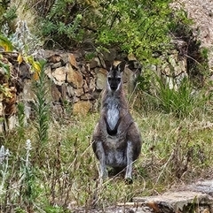 Notamacropus rufogriseus (Red-necked Wallaby) at Bywong, NSW - 3 Jan 2025 by Alihumphreys