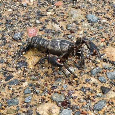 Cherax destructor (Common Yabby) at Bywong, NSW - 4 Dec 2024 by Alihumphreys