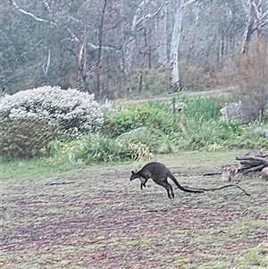 Wallabia bicolor at Bywong, NSW - 19 Oct 2024 07:33 AM