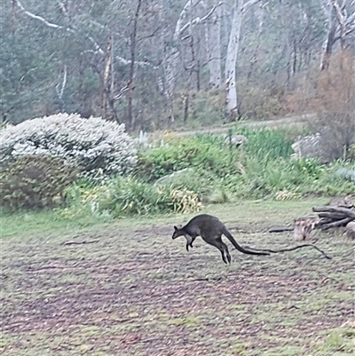 Wallabia bicolor (Swamp Wallaby) at Bywong, NSW - 19 Oct 2024 by Alihumphreys