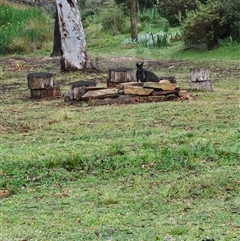 Wallabia bicolor at Bywong, NSW - 19 Oct 2024 07:33 AM