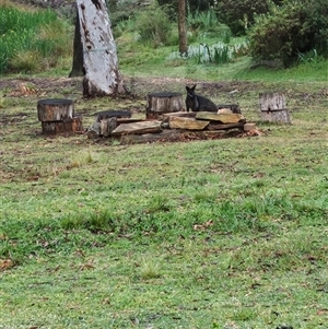 Wallabia bicolor at Bywong, NSW - 19 Oct 2024 07:33 AM