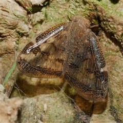 Scolypopa australis (Passionvine hopper, Fluffy bum) at Freshwater Creek, VIC - 10 Feb 2025 by WendyEM