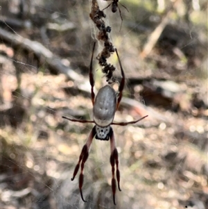 Trichonephila edulis (Golden orb weaver) at Acton, ACT - 23 Feb 2025 by JimL