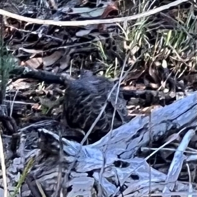 Phaps chalcoptera (Common Bronzewing) at Acton, ACT - 23 Feb 2025 by JimL