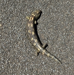 Tiliqua nigrolutea (Blotched Blue-tongue) at Bywong, NSW - 25 Oct 2024 by Alihumphreys