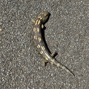 Tiliqua nigrolutea (Blotched Blue-tongue) at Bywong, NSW - 25 Oct 2024 by Alihumphreys