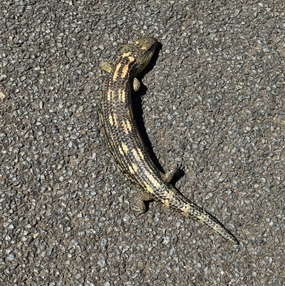 Tiliqua nigrolutea (Blotched Blue-tongue) at Bywong, NSW - 25 Oct 2024 by Alihumphreys