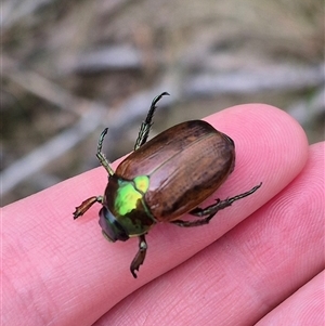 Anoplognathus brunnipennis (Green-tailed Christmas beetle) at Monga, NSW - 20 Feb 2025 by clarehoneydove